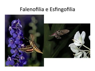 Falenoﬁlia	
  e	
  Esﬁngoﬁlia	
  
 