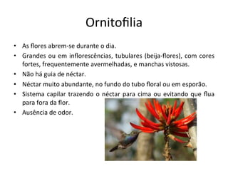 Ornitoﬁlia	
  
•  As	
  ﬂores	
  abrem-­‐se	
  durante	
  o	
  dia.	
  
•  Grandes	
  ou	
  em	
  inﬂorescências,	
  tubulares	
  (beija-­‐ﬂores),	
  com	
  cores	
  
fortes,	
  frequentemente	
  avermelhadas,	
  e	
  manchas	
  vistosas.	
  
•  Não	
  há	
  guia	
  de	
  néctar.	
  
•  Néctar	
  muito	
  abundante,	
  no	
  fundo	
  do	
  tubo	
  ﬂoral	
  ou	
  em	
  esporão.	
  
•  Sistema	
  capilar	
  trazendo	
  o	
  néctar	
  para	
  cima	
  ou	
  evitando	
  que	
  ﬂua	
  
para	
  fora	
  da	
  ﬂor.	
  
•  Ausência	
  de	
  odor.	
  
 