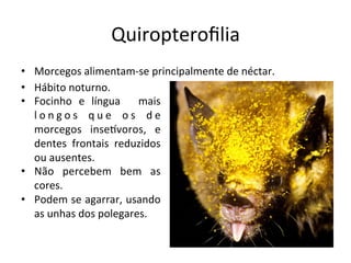Quiropteroﬁlia	
  
•  Morcegos	
  alimentam-­‐se	
  principalmente	
  de	
  néctar.	
  
•  Hábito	
  noturno.	
  
•  Focinho	
   e	
   língua	
   	
   mais	
  
l o n g o s	
   q u e	
   o s	
   d e	
  
morcegos	
   inseVvoros,	
   e	
  
dentes	
   frontais	
   reduzidos	
  
ou	
  ausentes.	
  
•  Não	
   percebem	
   bem	
   as	
  
cores.	
  
•  Podem	
  se	
  agarrar,	
  usando	
  
as	
  unhas	
  dos	
  polegares.	
  
	
  
 