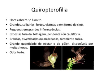 Quiropteroﬁlia	
  
•  Flores	
  abrem-­‐se	
  à	
  noite.	
  
•  Grandes,	
  solitárias,	
  fortes,	
  vistosas	
  e	
  em	
  forma	
  de	
  sino.	
  
•  Pequenas	
  em	
  grandes	
  inﬂorescências.	
  
•  Expostas	
  fora	
  da	
  	
  folhagem,	
  pendentes	
  ou	
  cauliﬂoria.	
  
•  Brancas,	
  esverdeadas	
  ou	
  arroxeadas,	
  raramente	
  rosas.	
  
•  Grande	
   quan8dade	
   de	
   néctar	
   e	
   de	
   pólen,	
   disponíveis	
   por	
  
muitas	
  horas.	
  
•  Odor	
  forte.	
  
 