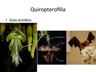 Quiropteroﬁlia	
  
•  Guia	
  acús8co.	
  
 