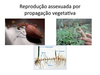 Reprodução	
  assexuada	
  por	
  
propagação	
  vegeta8va	
  
 