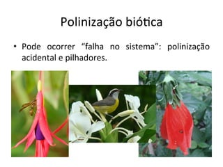Polinização	
  bió8ca	
  
•  Pode	
   ocorrer	
   “falha	
   no	
   sistema”:	
   polinização	
  
acidental	
  e	
  pilhadores.	
  	
  
 