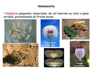 •  Diásporos pequenos, numerosos, de cor marrom ou clara e peso
variável, provenientes de frutos secos.
Anemocoria
Colutea arborescens
Taraxacum
oficinalis
Anastatica hierochuntica
Papaver
somniferum
Pithecoctenium
crucigerum
 