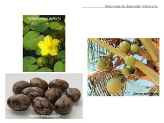 Nymphoides peltata
Síndromes de dispersão: hidrocoria.
Hevea brasiliensis
Cocos nucifera
 