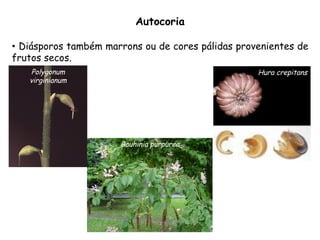 •  Diásporos também marrons ou de cores pálidas provenientes de
frutos secos.
Autocoria
Hura crepitans
Bauhinia purpurea
Polygonum
virginianum
 
