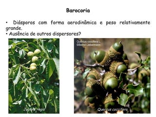 •  Diásporos com forma aerodinâmica e peso relativamente
grande.
•  Ausência de outros dispersores?
Quercus cocciferaJuglans regis
Barocoria
 