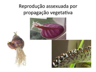 Reprodução	
  assexuada	
  por	
  
propagação	
  vegeta8va	
  
 