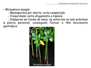 •  Rhizophora mangle:
- Monospermia por aborto: evita competição.
- Viviparidade: evita afogamento e hipóxia.
- Diásporos em forma de lança: se enterram no solo próximos
à planta parental; conseguem flutuar e têm movimento
geotrópico.
Rhizophora mangle
Síndromes de dispersão: barocoria.
 