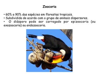 •  60% a 90% das espécies em florestas tropicais.
•  Subdividida de acordo com o grupo de animais dispersores.
•  O diásporo pode ser carregado por epizoocoria (ou
exozoocoria) ou endozoocoria.
Zoocoria
 