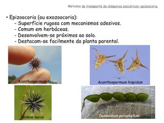 •  Epizoocoria (ou exozoocoria):
- Superfície rugosa com mecanismos adesivos.
- Comum em herbáceas.
- Desenvolvem-se próximos ao solo.
- Destacam-se facilmente da planta parental.
Métodos de transporte de diásporos zoocóricos: epizoocoria.
Acanthospermum sp.
Desmodium psilophyllumBidens laevis
Acanthospermum hispidum
 
