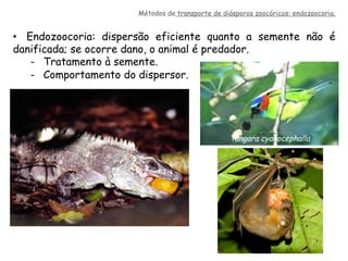 •  Endozoocoria: dispersão eficiente quanto a semente não é
danificada; se ocorre dano, o animal é predador.
-  Tratamento à semente.
-  Comportamento do dispersor.
Métodos de transporte de diásporos zoocóricos: endozoocoria.
Tangara cyanocephalla
 