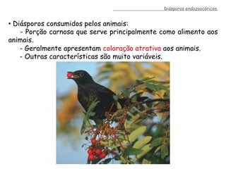 •  Diásporos consumidos pelos animais:
- Porção carnosa que serve principalmente como alimento aos
animais.
- Geralmente apresentam coloração atrativa aos animais.
- Outras características são muito variáveis.
Diásporos endozoocóricos.
 