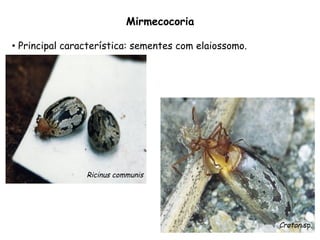 •  Principal característica: sementes com elaiossomo.
Mirmecocoria
Ricinus communis
Croton sp.
 