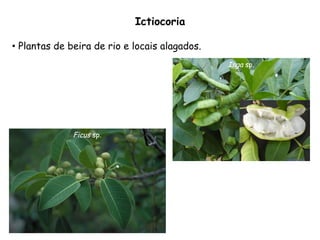 •  Plantas de beira de rio e locais alagados.
Ficus sp.
Inga sp.
Ictiocoria
 