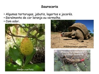 •  Algumas tartarugas, jabutis, lagartos e jacarés.
•  Geralmente de cor laranja ou vermelha.
•  Com odor.
Saurocoria
Melocactus violaceus e
Tropidurus torquatus
Aldabrachelys gigantea
Genipa clusifolia
 