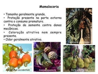 •  Tamanho geralmente grande.
•  Proteção presente na parte externa
contra o consumo prematuro.
•  Proteção da semente contra danos
mecânicos.
•  Coloração atrativa nem sempre
presente.
•  Odor geralmente atrativo.
Mamalocoria
Hyphaene petersiana
Durio zibethinusAnnona squamataAnacardium occidentale
 