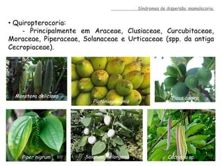 •  Quiropterocoria:
- Principalmente em Araceae, Clusiaceae, Curcubitaceae,
Moraceae, Piperaceae, Solanaceae e Urticaceae (spp. da antiga
Cecropiaceae).
Síndromes de dispersão: mamalocoria.
Solanum melongena Cecropia sp.Piper nigrum
Monstera deliciosa
Platonia insignis
Ficus carica
 