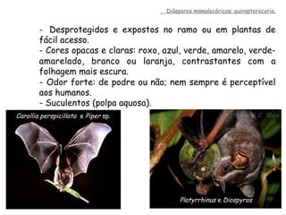 -  Desprotegidos e expostos no ramo ou em plantas de
fácil acesso.
-  Cores opacas e claras: roxo, azul, verde, amarelo, verde-
amarelado, branco ou laranja, contrastantes com a
folhagem mais escura.
-  Odor forte: de podre ou não; nem sempre é perceptível
aos humanos.
-  Suculentos (polpa aquosa).
Diásporos mamalocóricos: quiropterocoria.
Carollia perspicillata e Piper sp.
Platyrrhinus e Diospyros
 