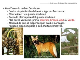 •  Mamíferos da ordem Carnivora:
- Frutos de plantas herbáceas e spp. de Arecaceae.
- Odor específico quando maduros.
- Caem da planta parental quando maduros.
- Nas cores vermelha, preta, marrom, branca, azul ou verde.
- Maiores do que os dispersos por aves e morcegos.
- Pesados, ricos em polpa e com muitas sementes.
Astrocaryum
acuteatissimum
Solanum lycocarpum
Chrysocyon brachyurus
Síndromes de dispersão: mamalocoria.
 