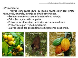 •  Primatocoria:
- Frutos com casca dura ou macia muito coloridas: preto,
roxo, rosa, amarelo, laranja ou cinza-esverdeado.
- Grandes sementes com arilo amarelo ou laranja.
- Odor forte, mas não de podre.
- Primatas se alimentam de frutos verdes e maduros.
- Preferência por frutos suculentos.
- Muitas vezes são predadores e dispersores ocasionais.
Garcinia subelliptica Theobroma cacaoMangifera indica
Síndromes de dispersão: mamalocoria.
 
