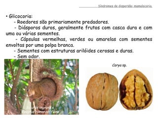 •  Glicocoria:
- Roedores são primariamente predadores.
- Diásporos duros, geralmente frutos com casca dura e com
uma ou várias sementes.
- Cápsulas vermelhas, verdes ou amarelas com sementes
envoltas por uma polpa branca.
- Sementes com estruturas arilóides cerosas e duras.
- Sem odor.
Sciurus ingrami e
Syagrus romanzoffiana
Carya sp.
Síndromes de dispersão: mamalocoria.
 