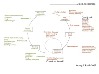 Wang	
  &	
  Smith	
  2002	
  
Predação pré-
dispersão
(Predação pós-dispersão)
O ciclo de dispersão.
 