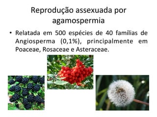 Reprodução	
  assexuada	
  por	
  
agamospermia	
  
•  Relatada	
   em	
   500	
   espécies	
   de	
   40	
   famílias	
   de	
  
Angiosperma	
   (0,1%),	
   principalmente	
   em	
  
Poaceae,	
  Rosaceae	
  e	
  Asteraceae.	
  
 