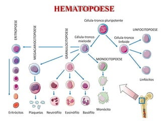 Aula 8 - Sangue (tecido hematopoiético e sanguíneo).pdf