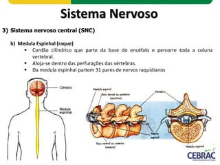 Sistema Nervoso
3) Sistema nervoso central (SNC)
b) Medula Espinhal (raque)
 Funções da medula
o Recebe as informações de...