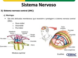 Sistema Nervoso
4) Sistema nervoso periférico (SNP)
 Constituído por:
a) Nervos
b) Gânglios nervosos
c) Terminações nervo...
