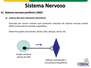 Sistema Nervoso
4) Sistema nervoso periférico (SNP)
b) Sistema Nervoso Autônomo (vegetativo ou visceral)
Constituído por n...