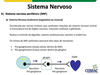 Sistema Nervoso
4) Sistema nervoso periférico (SNP)
b) Sistema Nervoso Autônomo
É dividido em duas partes:
I. Simpático
II...