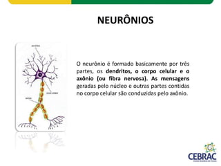 NEURÔNIOS
O neurônio é formado basicamente por três
partes, os dendritos, o corpo celular e o
axônio (ou fibra nervosa). A...