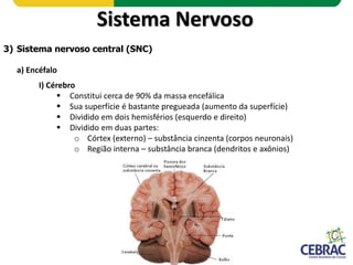 Sistema Nervoso
3) Sistema nervoso central (SNC)
a) Encéfalo
I) Cérebro
 Funções:
o Sensações
o Atos conscientes e volunt...