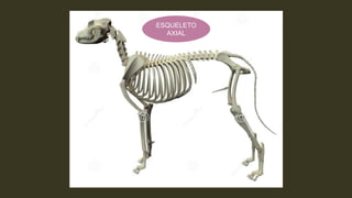 ESQUELETO
AXIAL