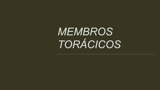 MEMBROS
TORÁCICOS