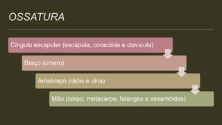 OSSATURA
Cíngulo escapular (escápula, coracóide e clavícula)
Braço (úmero)
Antebraço (rádio e ulna)
Mão (carpo, metacarpo, falanges e sesamóides)