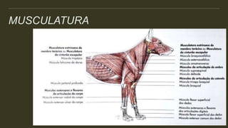 MUSCULATURA