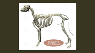 ESQUELETO
APENDICULAR