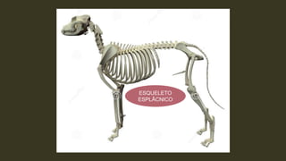 ESQUELETO
ESPLÂCNICO