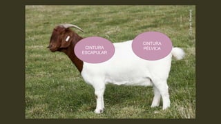 CINTURA
ESCAPULAR
CINTURA
PÉLVICA