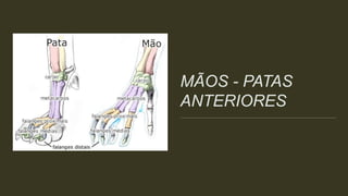 MÃOS - PATAS
ANTERIORES