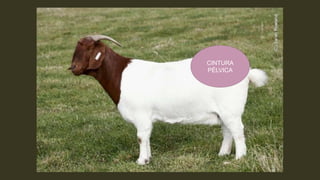 CINTURA
PÉLVICA