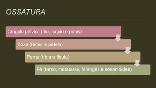 OSSATURA
Cíngulo pélvico (ílio, ísquio e púbis)
Coxa (fêmur e patela)
Perna (tíbia e fíbula)
Pé (tarso, metatarso, falanges e sesamóides)