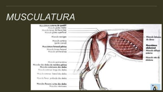 MUSCULATURA