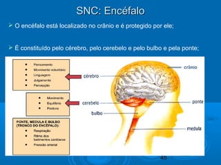 45 
SSNNCC:: EEnnccééffaalloo 
 O encéfalo está localizado no crânio e é protegido por ele; 
 É constituído pelo cérebro...
