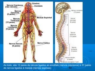 Ao todo, são 12 pares de nervos ligados ao encéfalo (nervos cranianos) e 31 pares 
de nervos ligados à medula (nervos espi...