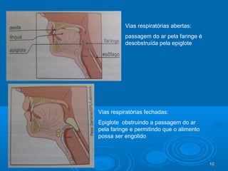 1010
Vias respiratórias abertas:
passagem do ar pela faringe é
desobstruída pela epiglote
Vias respiratórias fechadas:
Epiglote obstruindo a passagem do ar
pela faringe e permitindo que o alimento
possa ser engolido
 