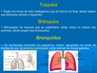 1111
TraqueiaTraqueia
 Órgão em forma de tubo cartilaginoso que se bifurca no final, dando origem
aos brônquios (direito e esquerdo).
BrônquiosBrônquios
 Bifurcações da traqueia que se subdividem várias vezes no interior dos
pulmões, dando origem aos bronquíolos.
Bronquíolos
 Os bronquíolos terminam em pequenos “sacos” agrupados na forma de
cachos de uva, os alvéolos pulmonares, onde ocorrem as trocas gasosas.
 